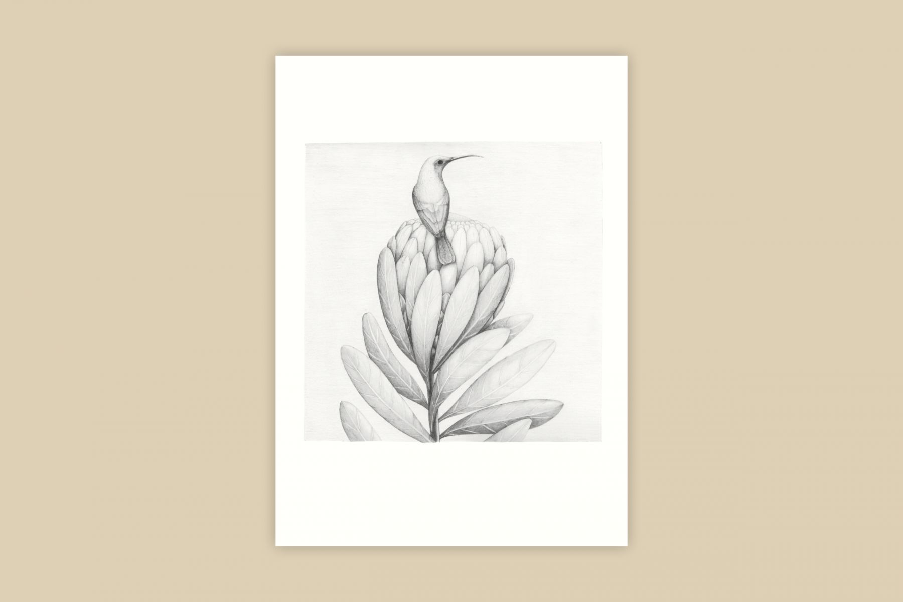 Protea a kolibřík